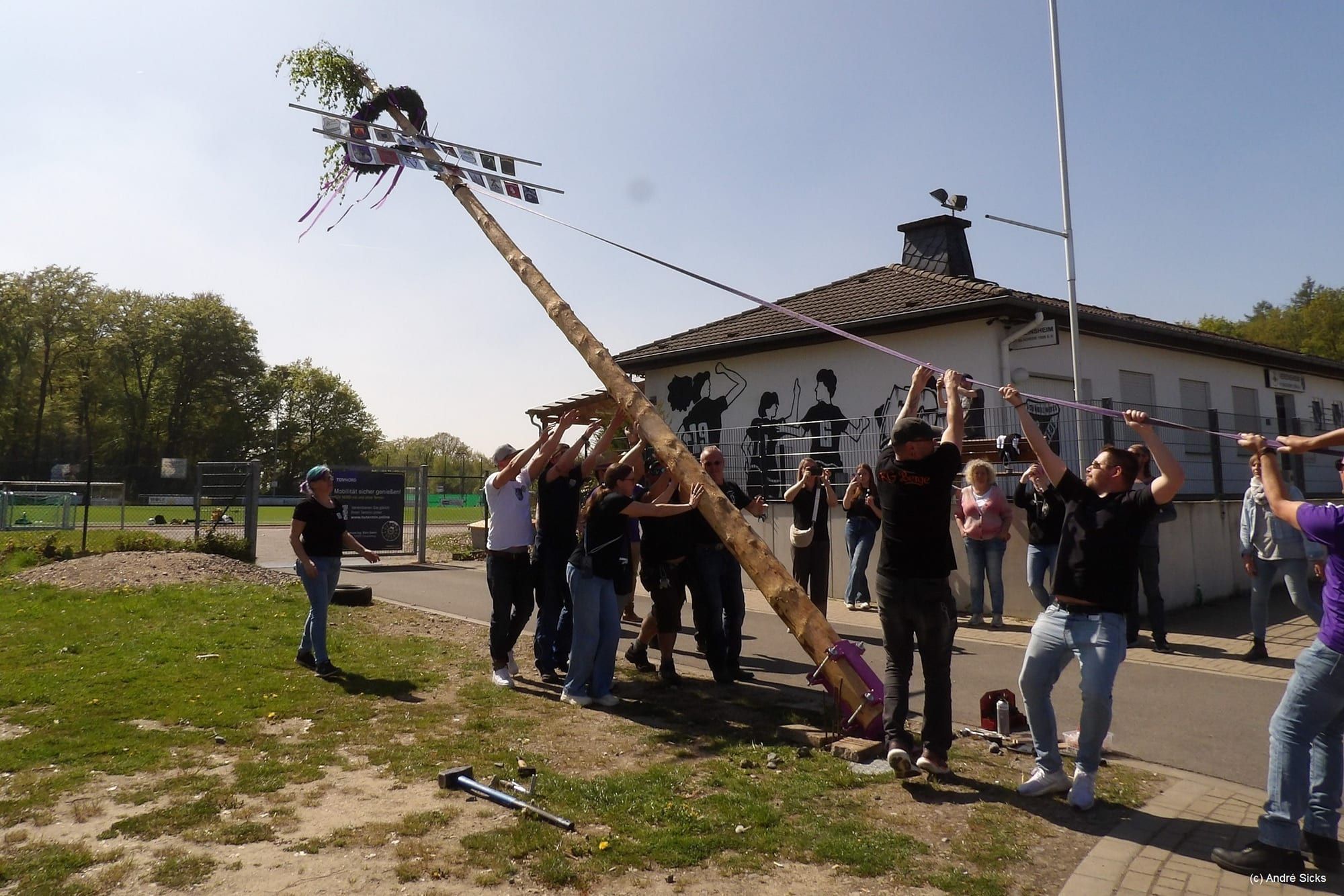 Mit Seilen wird der Maibaum aufgerichtet